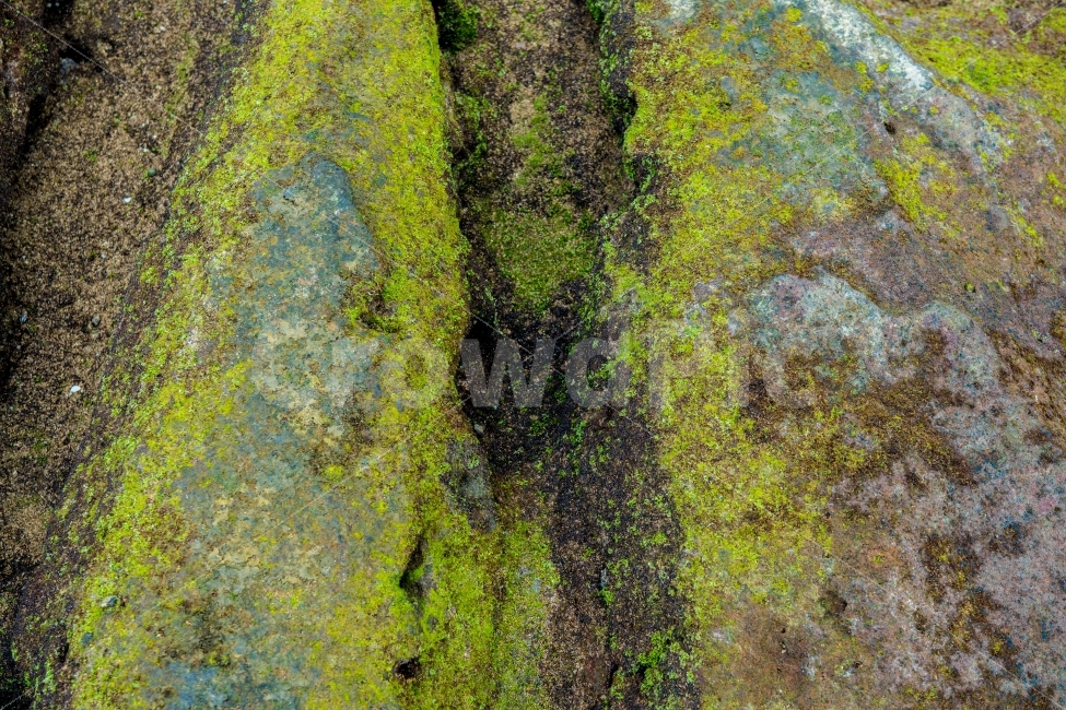 제주도,해안,바위,이끼,바다,자연,풍경,nature,landscape,식물,plants
