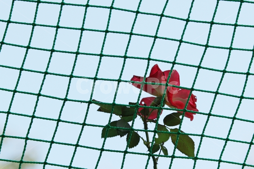 가을장미,장미,그물망,그물망과장미,감성사진,장미꽃,식물,식물,자연,plants,nature,꽃,flower