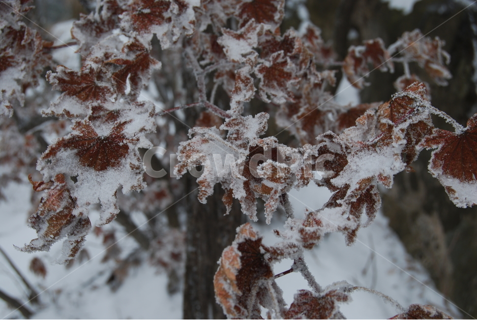 할미봉,겨울,눈,휴양림,자연,겨울,계절,winter,season,식물,자연,plants,nature