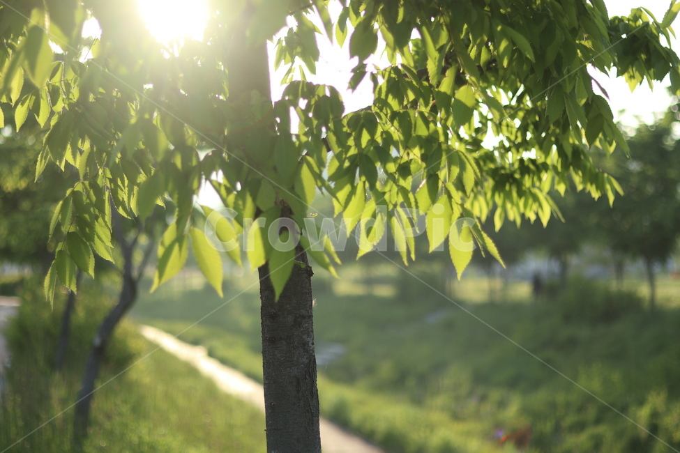 산책길,초록,나무,햇빛,풀,봄,식물,자연,plants,nature,나무,trees,wood,휴식,힐링,rest,relaxation,healing