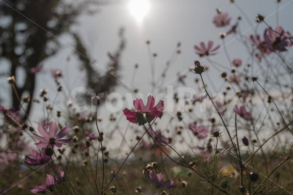 풍경,코스모스,가을,산책,거리,flower,가을,계절,fall,autumn,season,식물,자연,plants,nature,꽃,flower,light,빛,flare,플레어