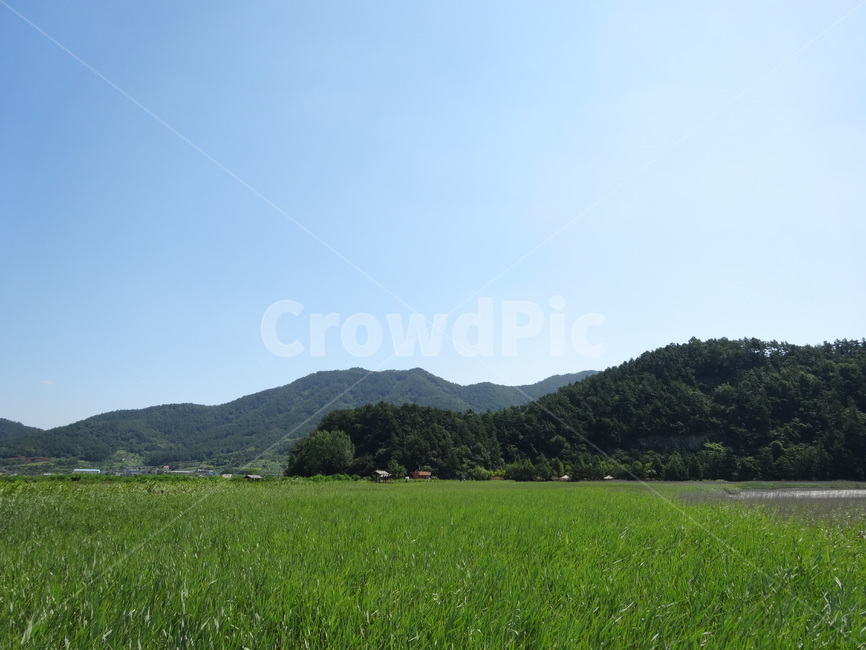 grassland,field,들,nature,자연