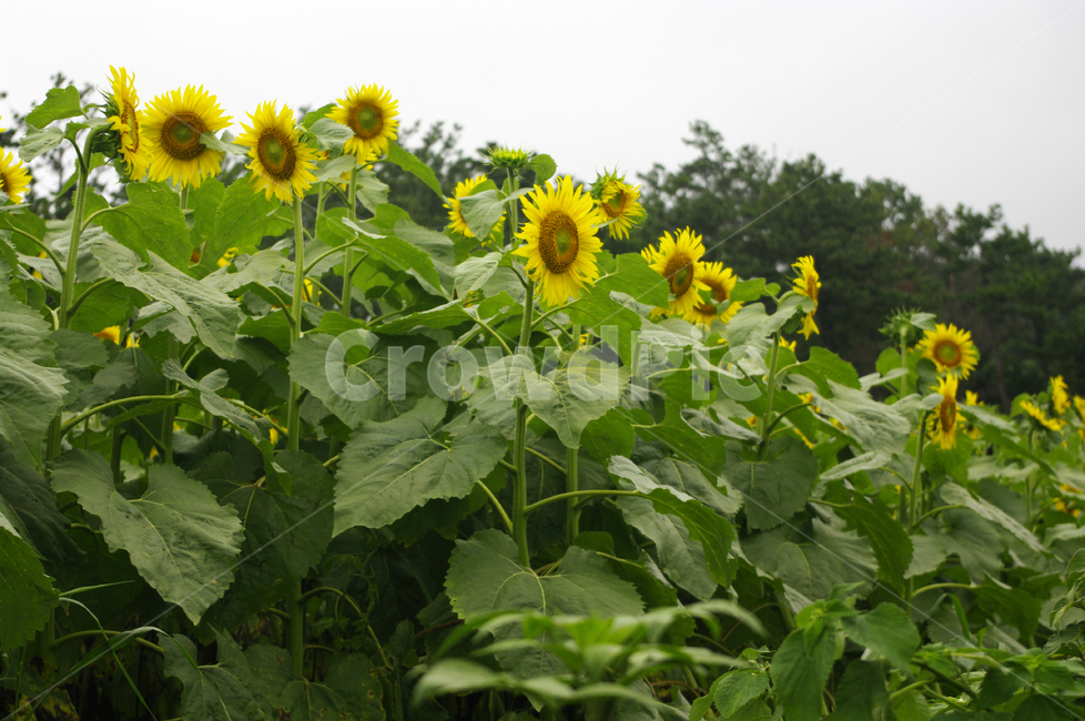 해바라기,꽃,식물,flower,plant,여름,계절,summer,season,가을,fall,autumn,식물,자연,plants,nature,꽃,flower,blossom,sunflower
