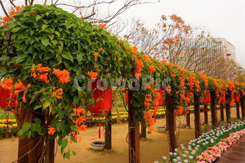 꽃,풍경,자연,공원,주황색꽃,식물,자연,plants,nature,꽃,flower