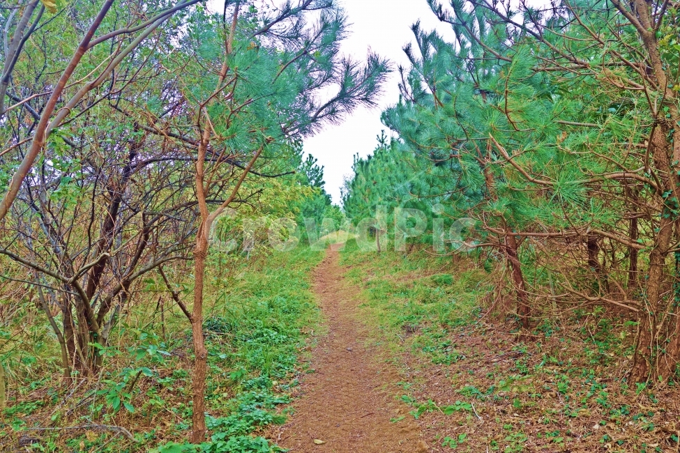 제주도,당산봉,오름,정상,산책로,산,나무,길,산책,제주,화산,제주도여행,제주여행,여행,자연,풍경,경치,풀,잎,녹색,풀잎,흰,구름,하늘,아름다운,전망,그림,같은,뷰,추천,여행지,관광지,등산,등반,자연,풍경,nature,landscape,한국자연풍경,한국자연경관,korea nature landscape,제주도,jeju,jeju island,path,통로,dirt road,흙길,gravel,자갈,road,도로,trail,꼬리,ground,바닥