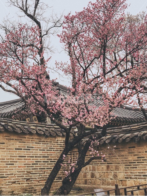 꽃,봄,홍매화,나무,자연,분홍,봄,계절,spring,season,한국전통,한국문화,korean traditional,korean culture,건축물,건물외관,exterior,building,structure,architecture,construction,plant,식물,blossom,flower