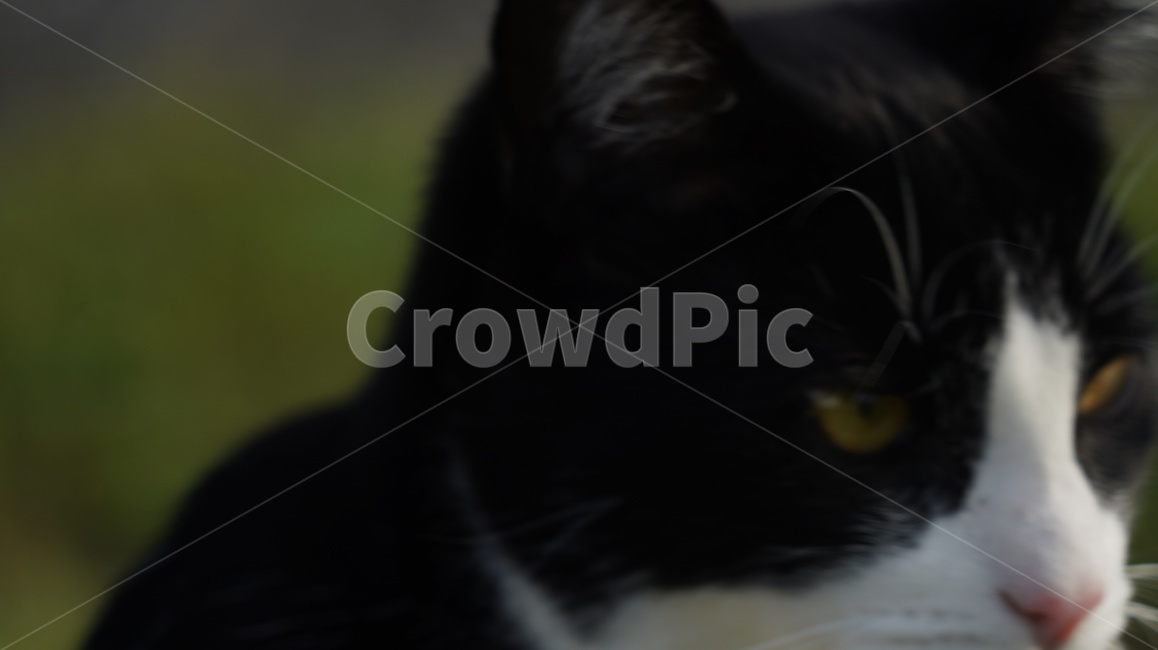 고양이,길고양이,고양이얼굴,cat,애완고양이,검정고양이,동물,animal,포유류,mammal,고양이,cat,kitten,kitty