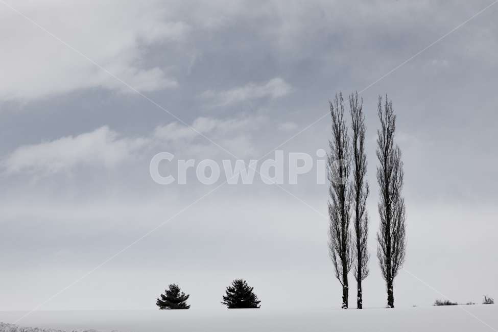 일본,훗카이도,비에이,겨울,나무,겨울,계절,winter,season,자연,풍경,nature,landscape,tree,plant,식물,outdoors,옥외