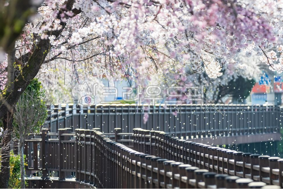 pond,forest,Cherry Blossom,cherryblossom,spring flowers,spring,trail,petal,season,falling flower,park,nature,tree,water,flower,outdoor,outdoors,plant