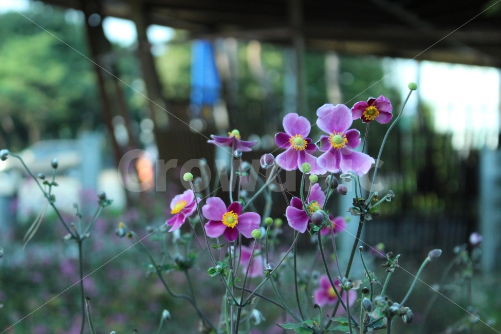 꽃,공원,자연,휴식,힐링,식물,자연,plants,nature,꽃,flower