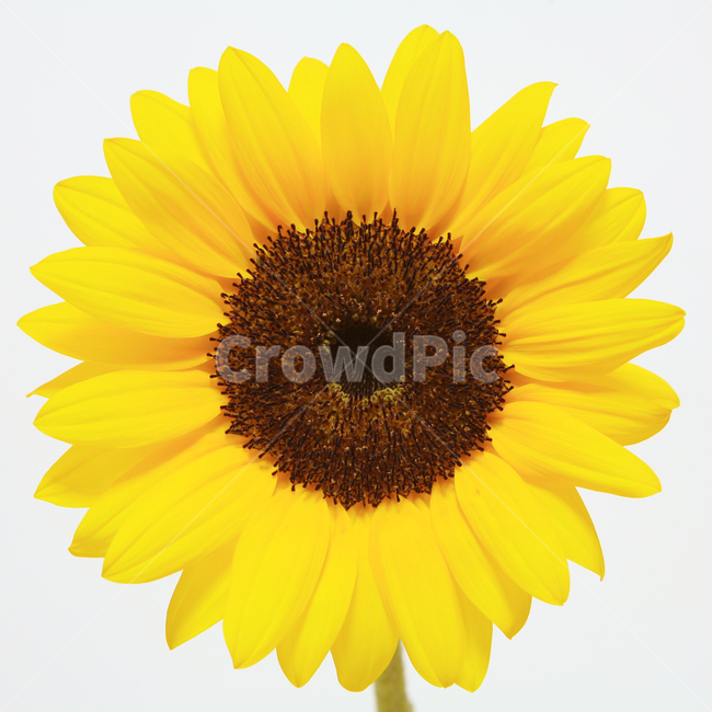 해바라기,꽃,행운,sunflower,노랑,흰색,배경,행복,flower,식물,자연,plants,nature,꽃,flower