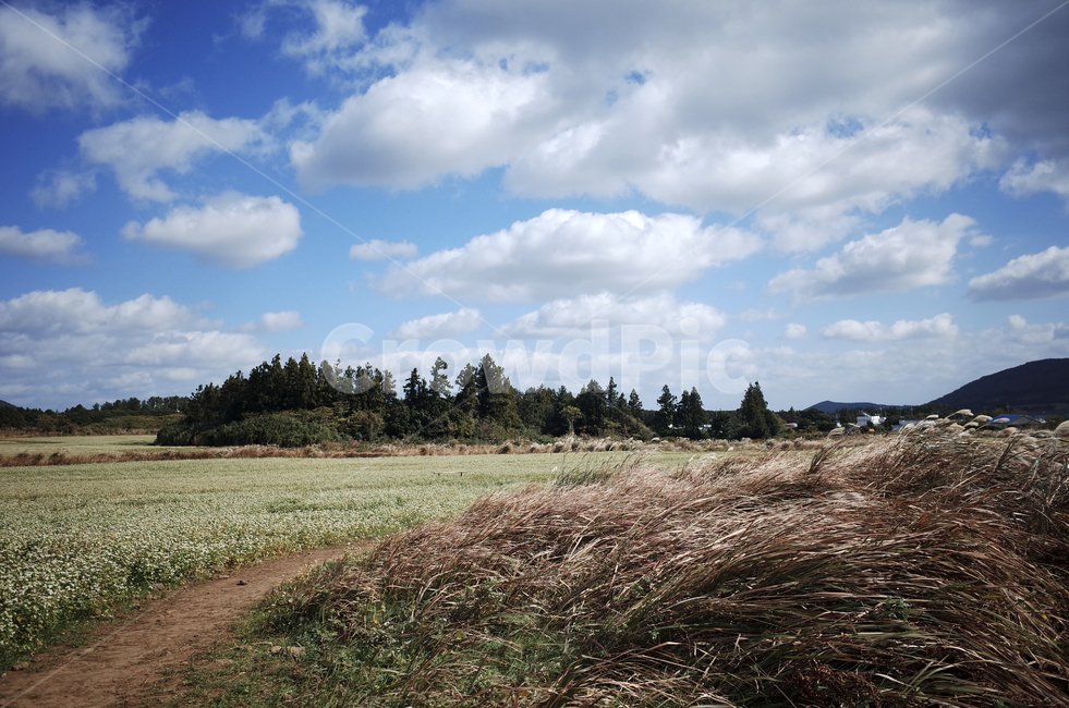field,들,nature,자연,flower,blossom,plant,식물,메밀꽃,white,whiteflower,흰,하얀,흰꽃,하얀꽃,road,도로,dirtroad,흙길,갈대,sky,하늘,cloud,구름,blue,green,들판,푸른,파란,초록,자연,풍경,nature,landscape