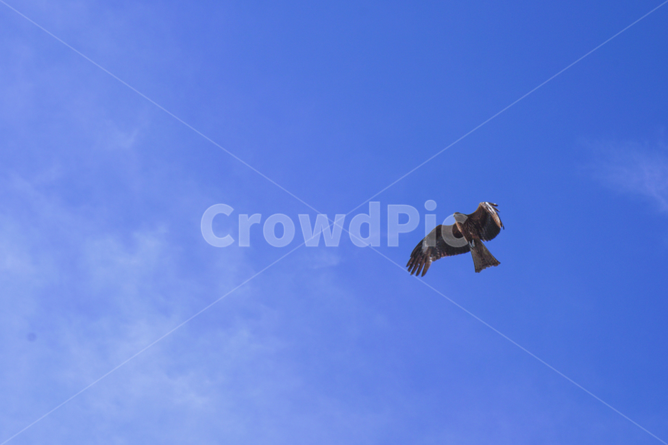 새,매,하늘,동물,자연,동물,animal,조류,새,birds