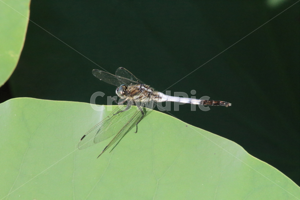 잠자리,밀잠자리,절지동물,곤충,dragonfly,동물,animal,곤충,벌레,insect,bug