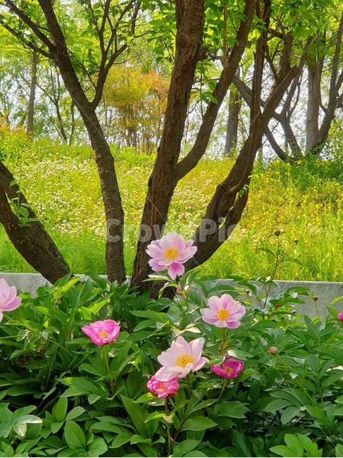 작약꽃,함박꽃,백작약,적작약,참작약,호작약