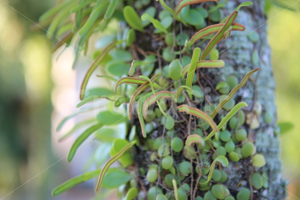 풀잎,넝쿨,배경,파워포인트,나무,식물,자연,plants,nature