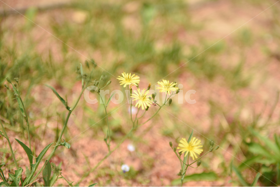 민들레,꽃,자연,접사,힐링,신선함,안식처,season,plants,nature,flower,sensible,feeling,색깔,색상,색채,색감,colorsense,colorsensitivity,feelingofcolor,감성,평온함,느낌,휴식
