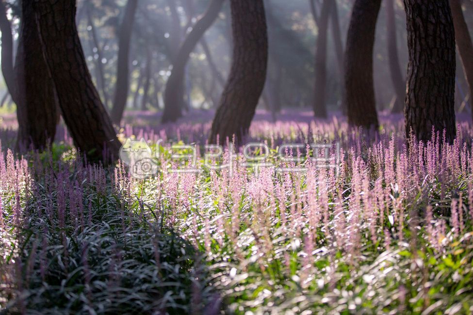 pine tree,Gyeongju city,Maekmundong,Macmundong flower,plant,Hwangseong Park,pine forest
