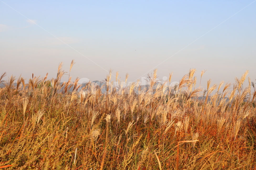 억새,자연,풍경,가을,축제,억새축제,들풀,하늘공원,공원,하늘,가을,계절,fall,autumn,season,grass,잔디,plant,식물