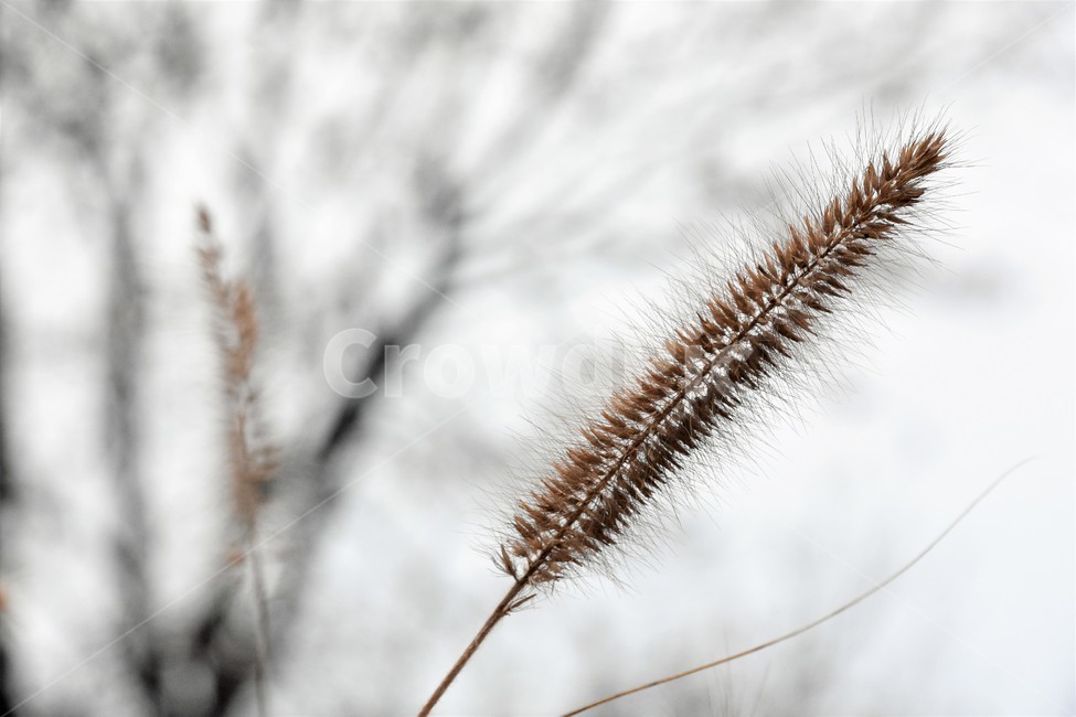 강아지풀,가을식물,가을정경,쓸쓸함,자연,가을,계절,fall,autumn,season,식물,자연,plants,nature,grass,잔디,plant,lawn,reed,갈대