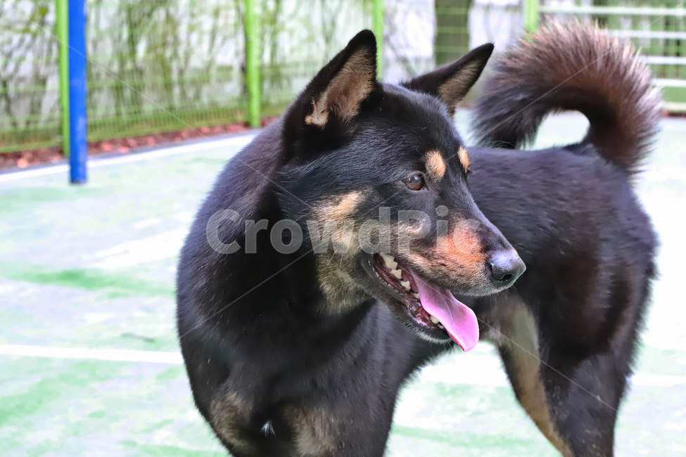 진도개,네눈박이,블랙탄,반려견,강아지,동물,animal,포유류,mammal,개,강아지,dog,doggy