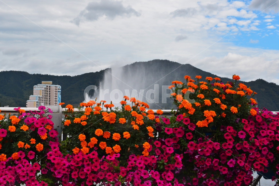 전남,장흥,정남진,물축제,토요시장,축제,water,물,plant,식물,blossom,flower,꽃,분수
