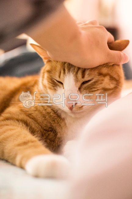 pat,warmth,Cozy,Pets,Korean Shorthair,sunlight,cat,nose short,animal,nap,pet,stability,hand