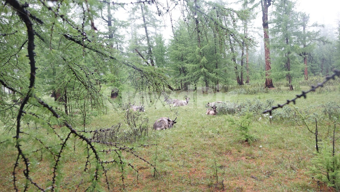 reindeer,forest,grass,숲,순록,animal,tree,나무,green,초록,몽골,초원