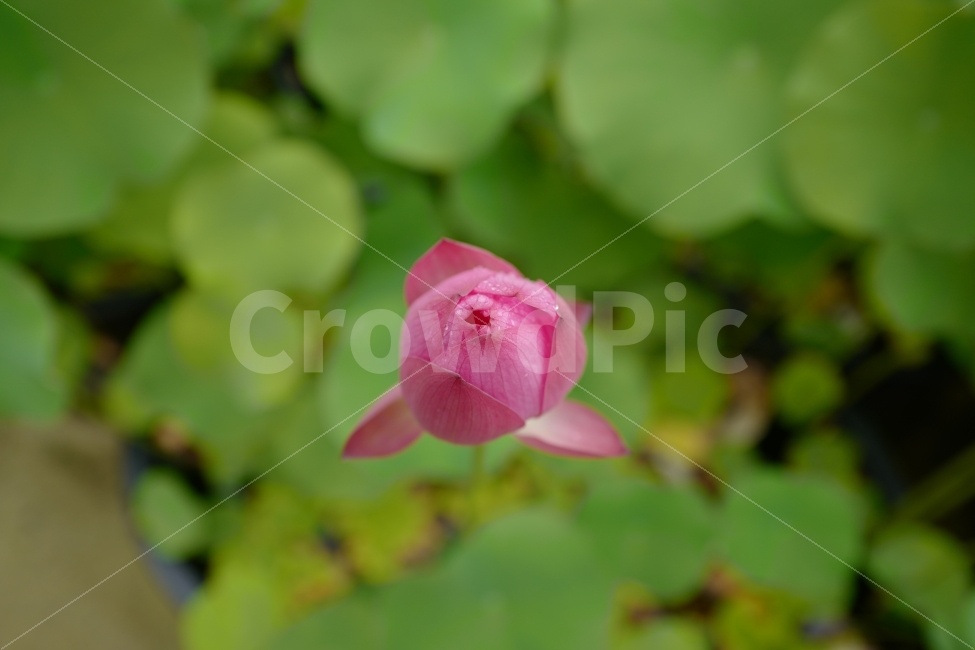 연꽃,꽃봉오리,꽃,초록,핑크,한송이,식물,자연,plants,nature,꽃,flower