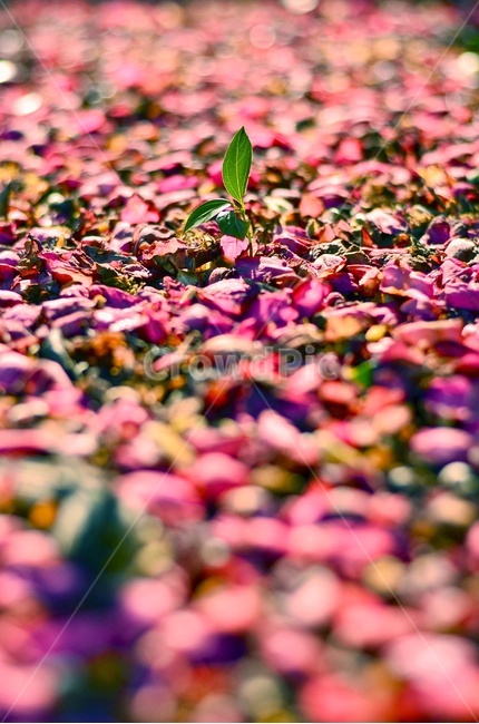 봄,꽃잎,새싹,식물,자연,꽃,동백,동백꽃,봄,계절,spring,season,식물,자연,plants,nature,색깔,색상,색채,색감,color sense,color sensitivity,feeling of color
