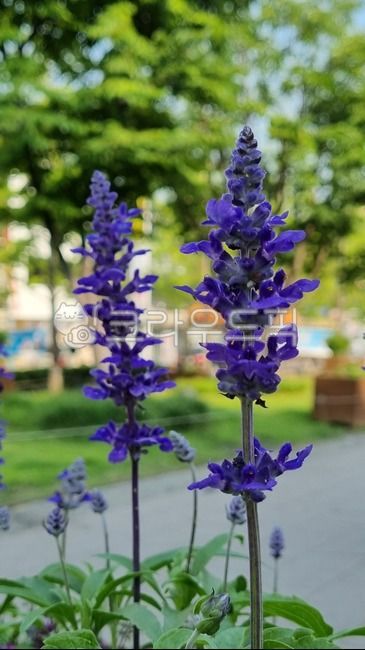 세이지,블루세이지,식물,plant,flower,꽃,blossom,쌍떡잎식물,꿀풀과,여러해살이풀,약용살비야,salvia