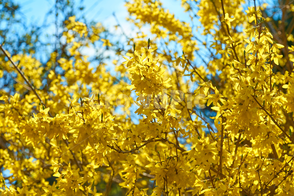 꽃,개나리,햇살,화사함,봄,flower,vivid,sunset,spring,blooming
