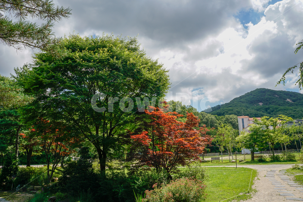 카페,정원,마당,나무,산책,길,자연,풍경,nature,landscape,tree,plant,식물