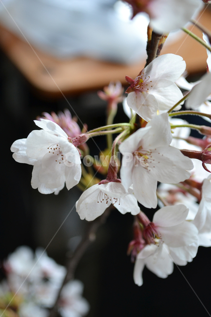 벚꽃,봄,교실,꽃,학교,school,spring,cherryblossom,classroom,식물,자연,plants,nature,꽃,flower