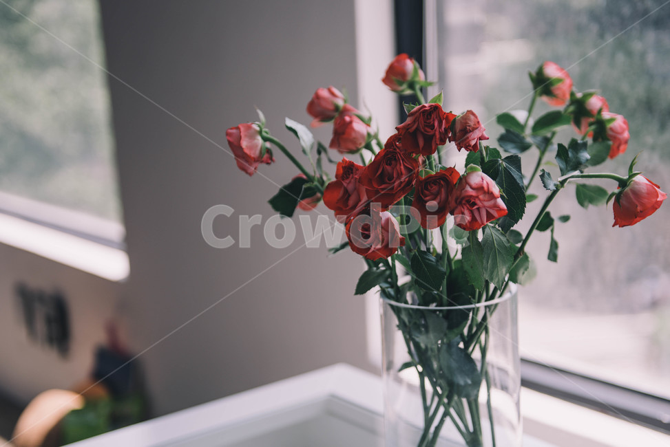 말린장미,장미,드라이플라워,flower,dryflower,화병,꽃꽂이,화분,창문,테이블,실내,여유,healing,식물,red