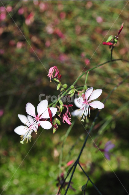 꽃,식물,자연,flower,감성,예쁜,식물,자연,plants,nature,꽃,flower