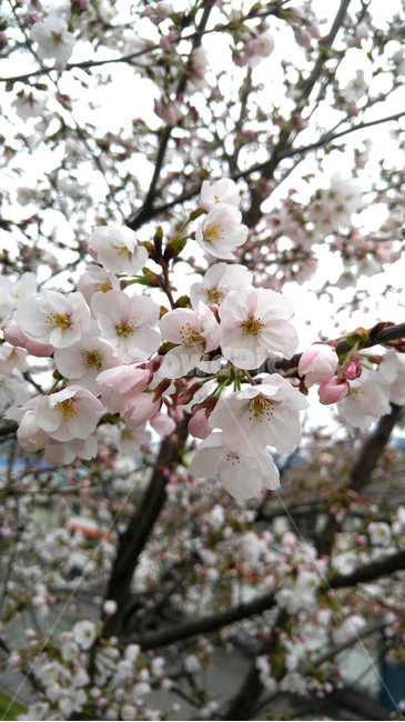 봄,벚꽃,꽃,벚나무,벚꽃나무,입춘,식물,자연,plants,nature,꽃,flower