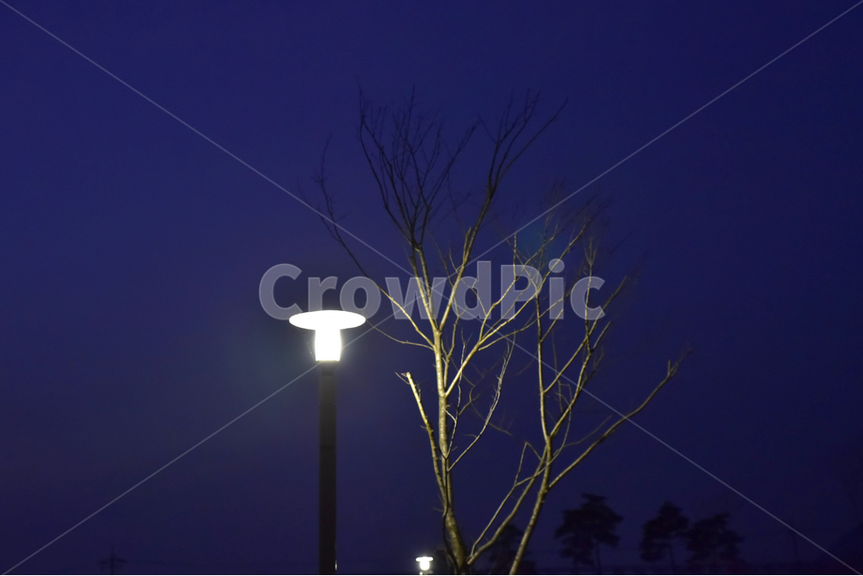 lamppost,램프포스트,가로등,빛,겨울나무,밤,야경,밤,풍경,nightscape,night,landscape,lamp post,램프 포스트