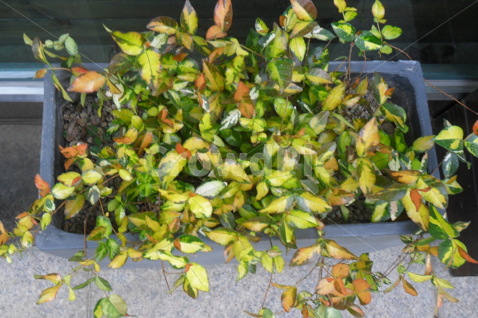 화초,식물,화분,분갈이,화단,흙,사각,plants,식물,자연,plants,nature