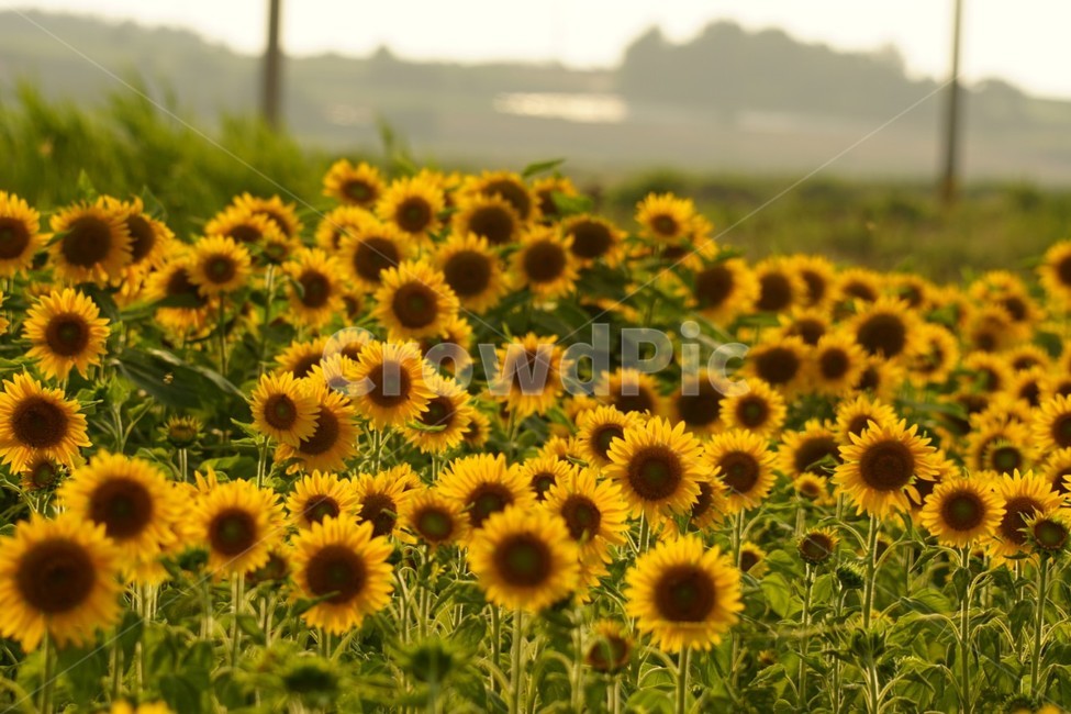 해바라기,가을,꽃,자연,풍경,nature,식물,여름,태양,sunflower,summer,fall,autumn,season,노란색,감성,여름,계절,summer,season,가을,fall,autumn,식물,자연,plants,nature,꽃,flower,plant,blossom