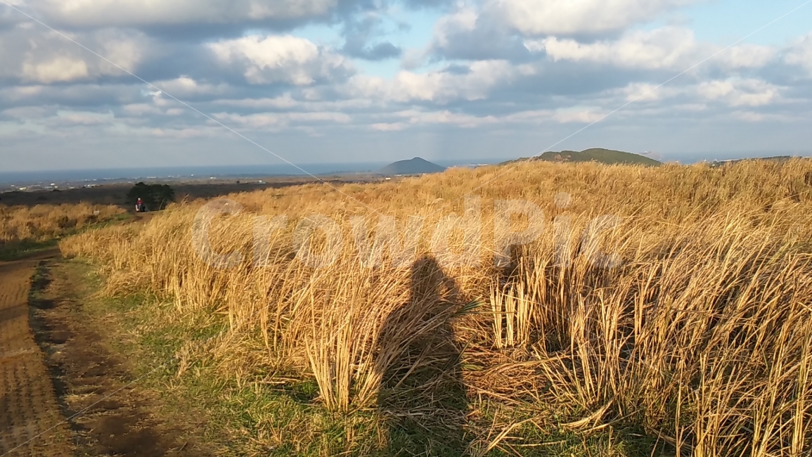 실루엣,늦가을,가을,제주도,풍경,구름,자연,풀,그림자,가을,계절,fall,autumn,season,자연,풍경,nature,landscape,한국자연풍경,한국자연경관,korea nature landscape,제주도,jeju,jeju island,사람,인물,인간,human,person,인물실루엣,사람실루엣,character silhouette,human silhouette,plant,식물,field,들