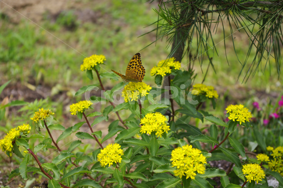 꽃,식물,flower,plant,나비,식물,자연,plants,nature,꽃,flower,동물,animal,곤충,벌레,insect,bug
