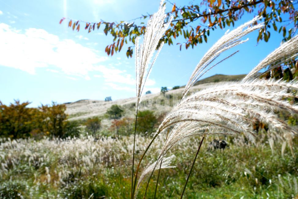 억새,평원,가을,10월,자연,구름,풍경,공원,식물,하늘,산,황매산,가을,계절,fall,autumn,season,식물,자연,plants,nature,grass,잔디,plant,lawn