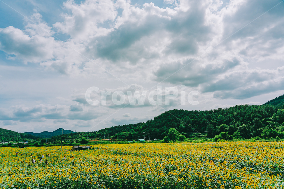해바라기,여름,하늘,구름,자연,landscape,cloud,자연경관,korea,식물,꽃,노랑,초록,풍경,나무,산,자연,풍경,nature,landscape,식물,plants,꽃,flower,outdoors,옥외,grassland,목초지,field,들,rural,농촌,farm,농장,meadow