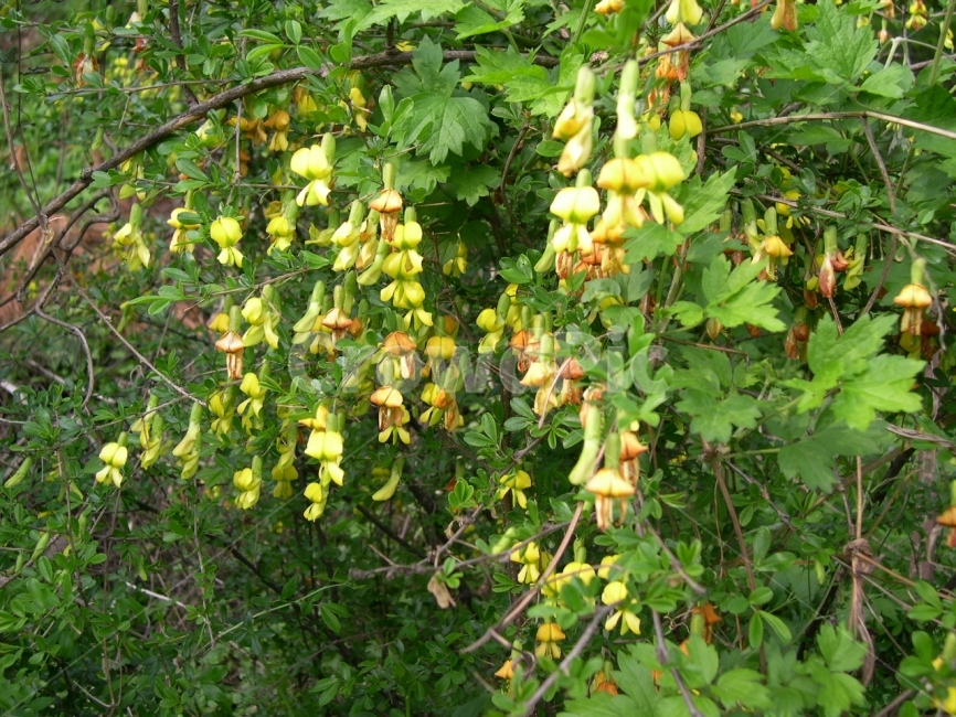 골담초,노란꽃,꽃,봄꽃,약초,식물,자연,plants,nature,꽃,flower