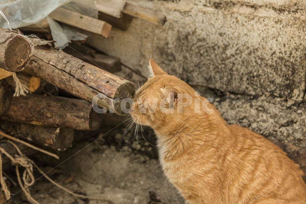 시골고양이,고양이,코리아숏헤어,치즈코숏,cat,시골,반려동물,노란고양이,animalcompanion,animal,길고양이,마당고양이,동물,animal,포유류,mammal,고양이,cat,kitten,kitty