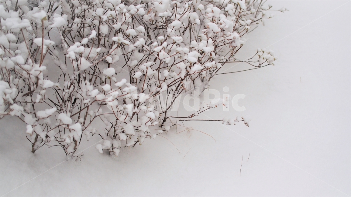 snowflake,cozy,tree,winter,cotton,film,blank space,snowy day,emotion,white,postcard,snow,plant,season