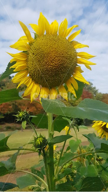 꽃,계절,가을,식물,자연,노란색,해바라기,flower,plant,sunflower,season,nature