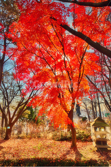 나무,가을,독서,풍경,단풍,가을,계절,fall,autumn,season,자연,풍경,nature,landscape,tree,plant,식물,leaf,잎,maple