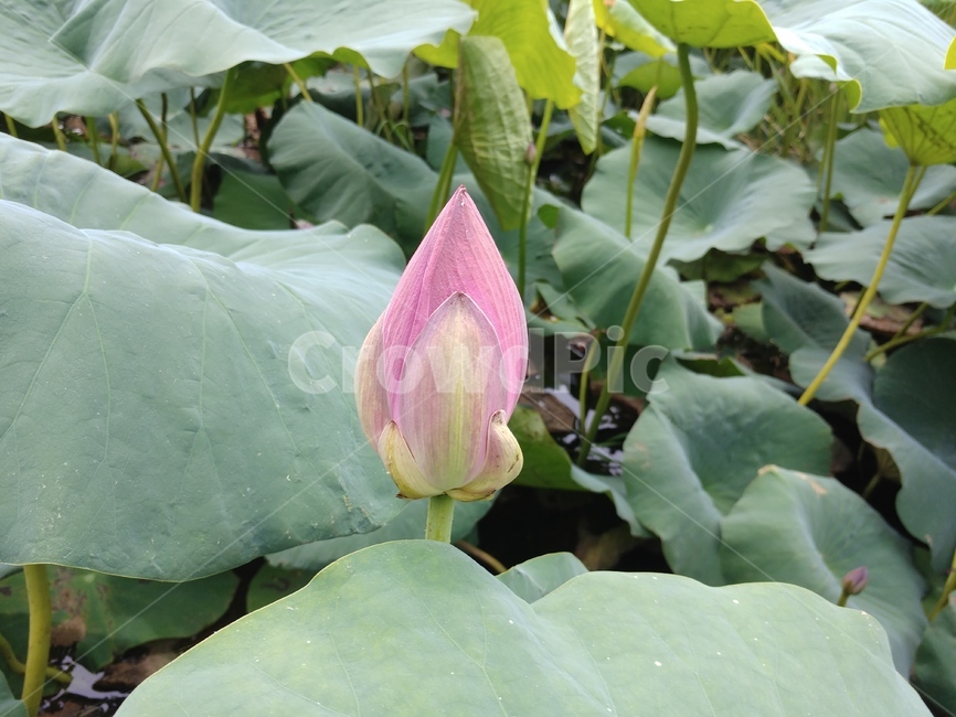 연꽃,수련과,lotus,수련,물풀,수단화